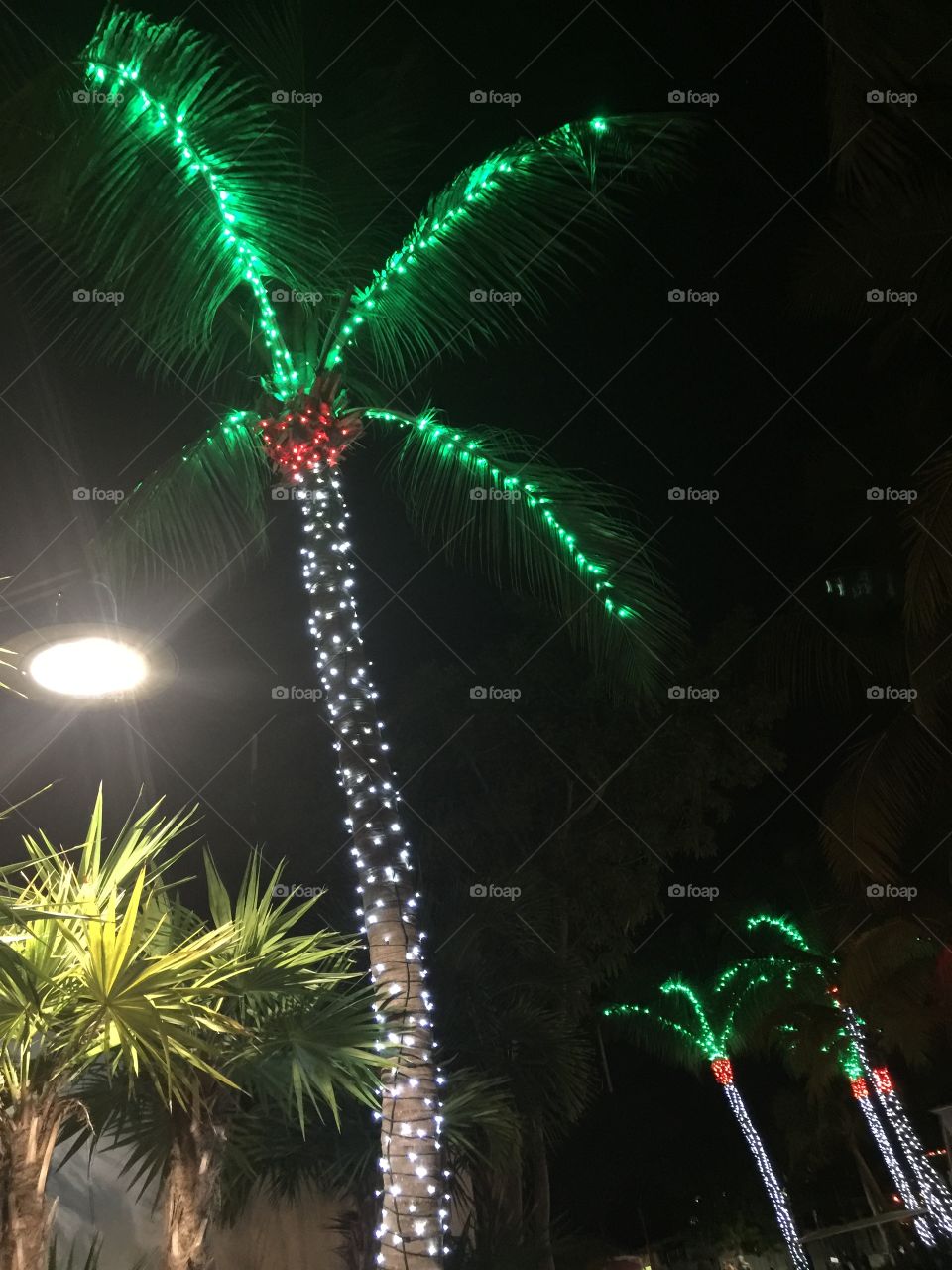 Palm tree with Christmas lights in Key West, FL