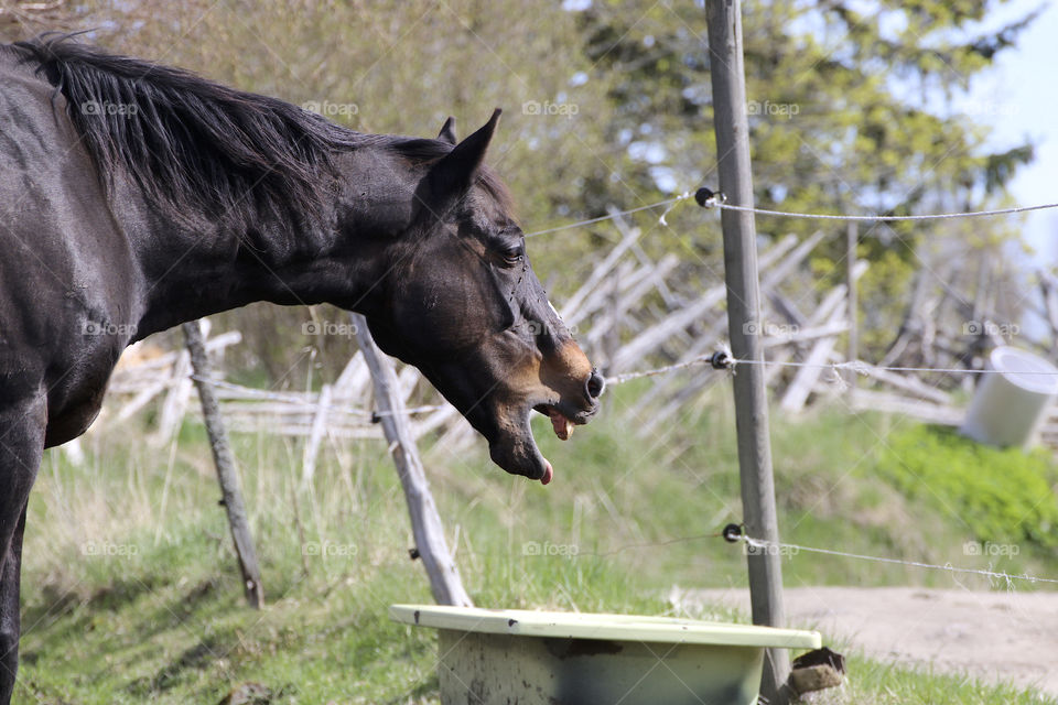 horse head