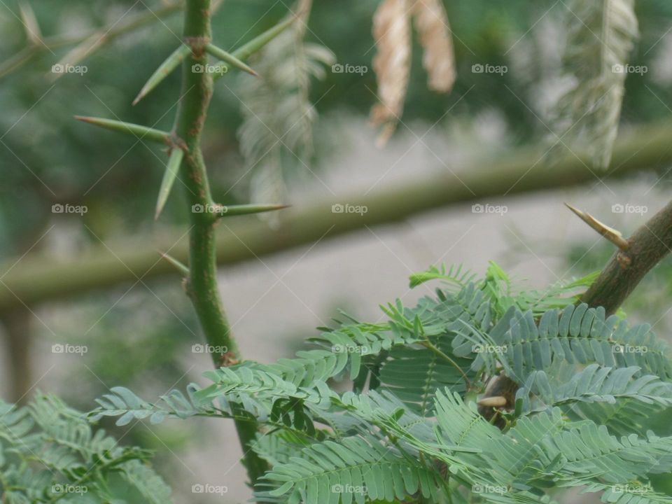 Juliflora Prosopis tree.