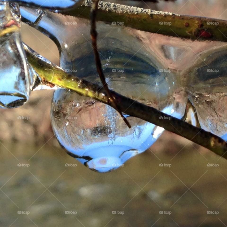Ice attached to tree 