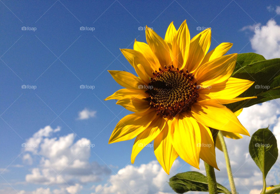 Close-up of sunflower against sky