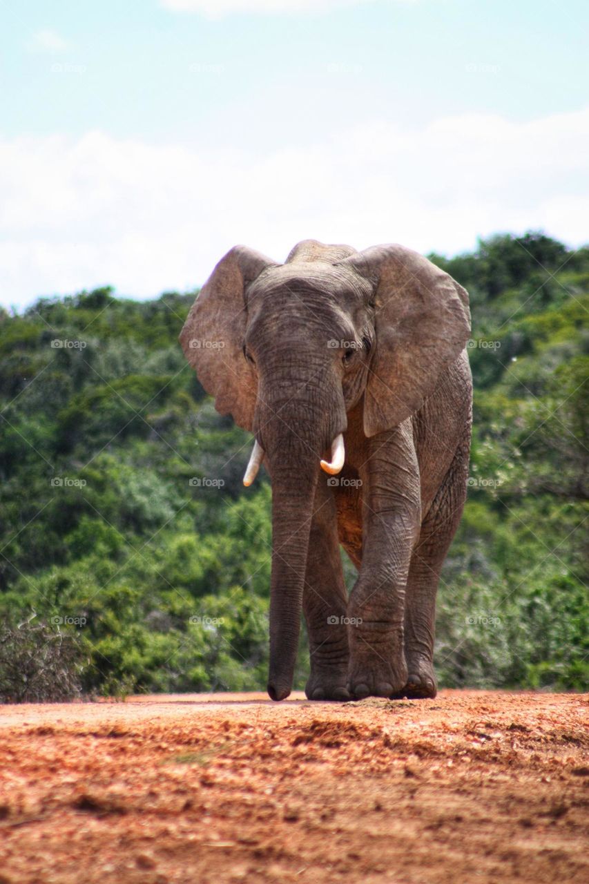 Elephant. came across this Elephant in the middle of the road on a self gamedrive. you need to keep your distance.