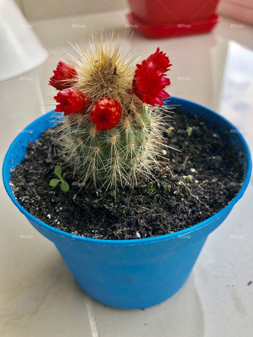 Cactus 😀