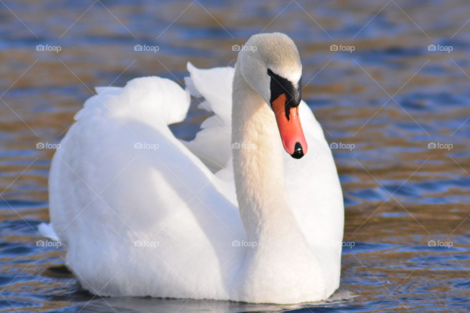 swan