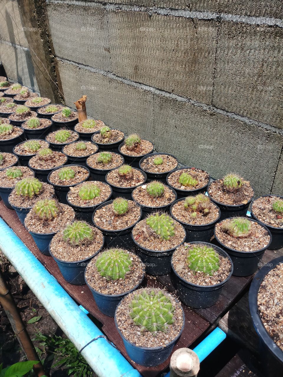 many cactus