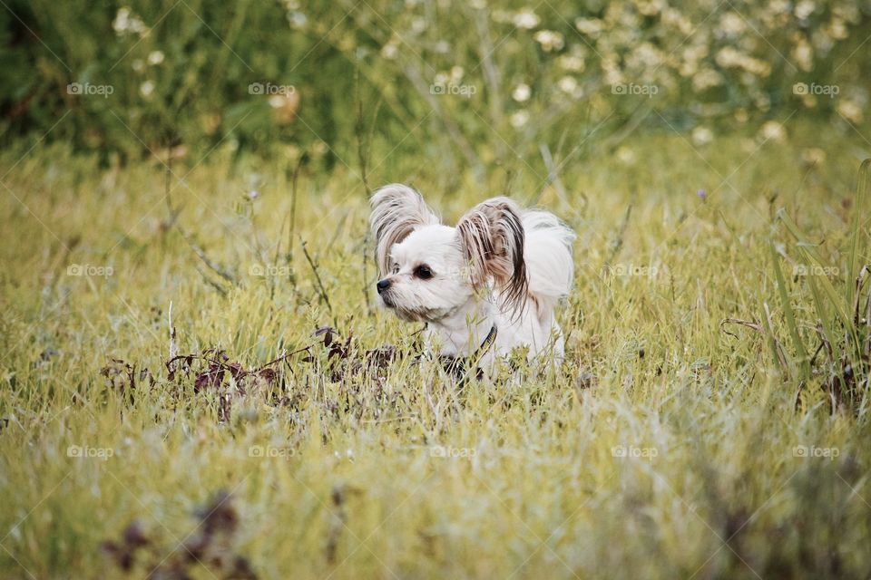 Lil' Man on his walk