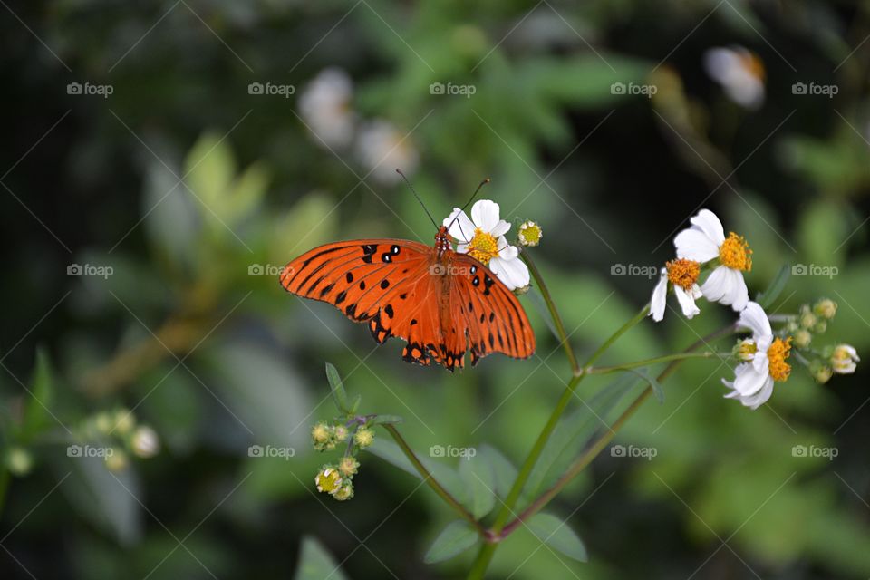 
Fritillary on a daisy plant - Gulf fritillary is a medium-sized butterfly with elongated forewings. Adults have a wingspan range of 65 to 95 mm. Females are generally larger than males