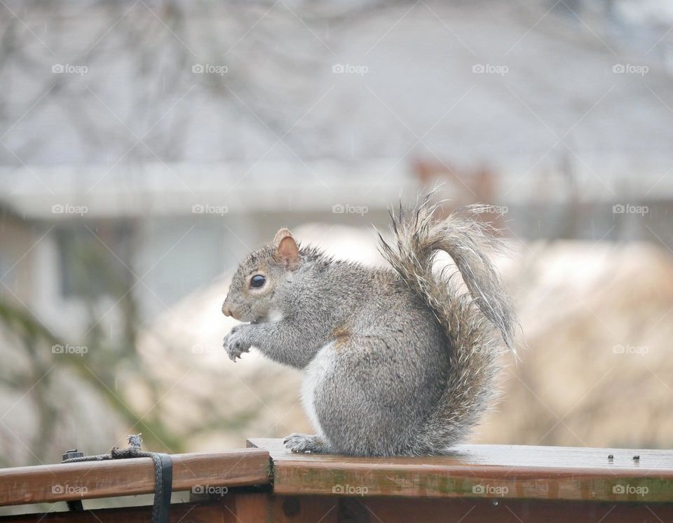 A squirrel on the railing. He doesn’t seem to be bothered by the rain, on Groundhog’s Day! 