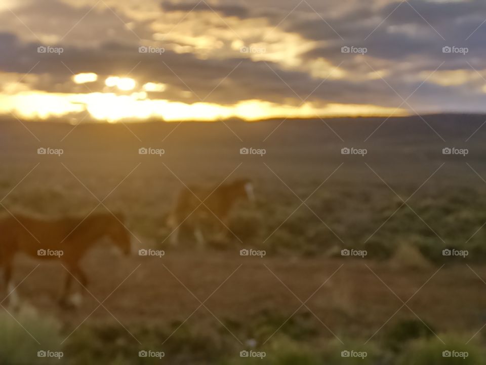 Hazy sunrise in high Desert Plains field with wild horses