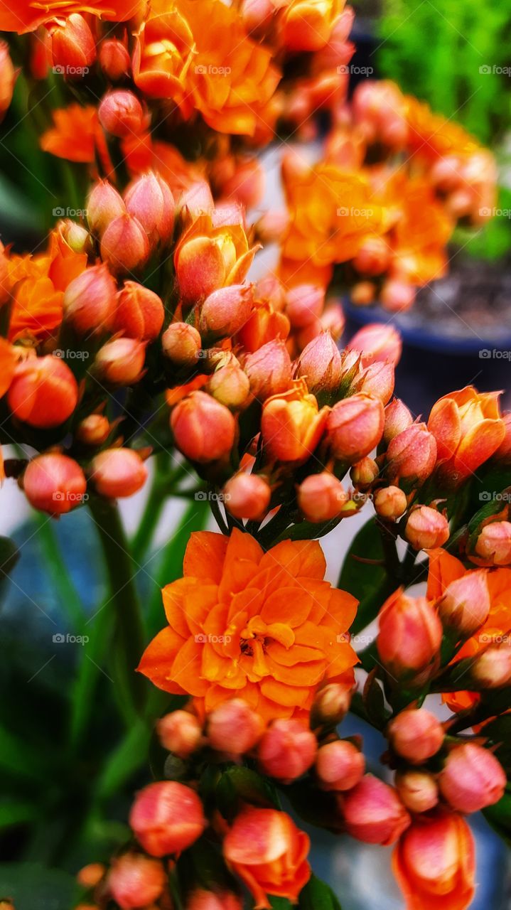Orange flower,nature,reflection,landscape,colorful,botany,spring,summer,floral,garden,plant,blossom, Orange,flower,petal