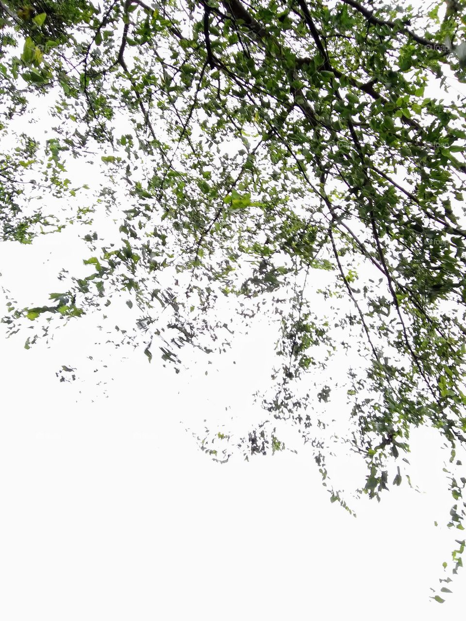 tree branches in the wind