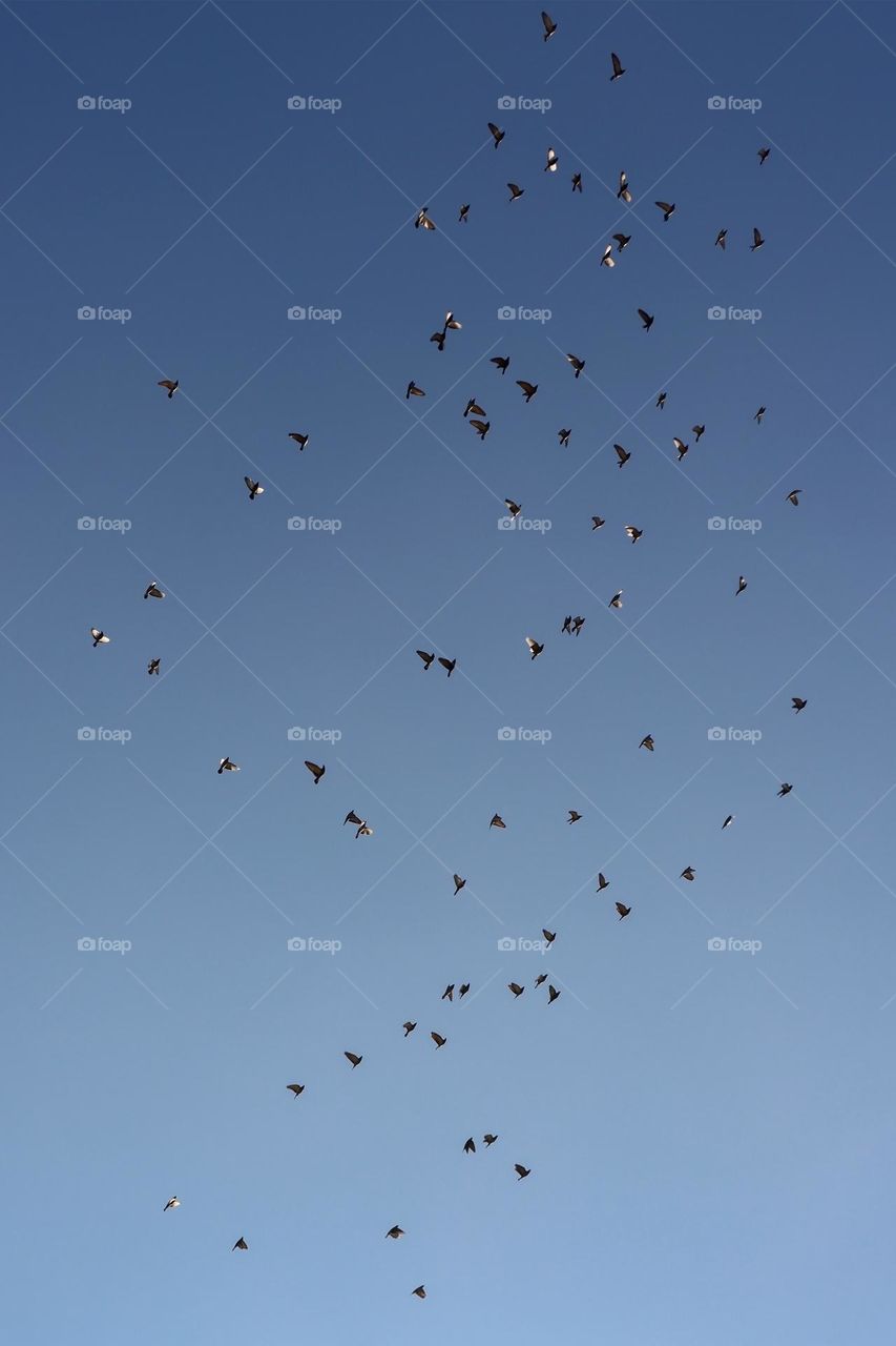 Flock of birds against blue sky