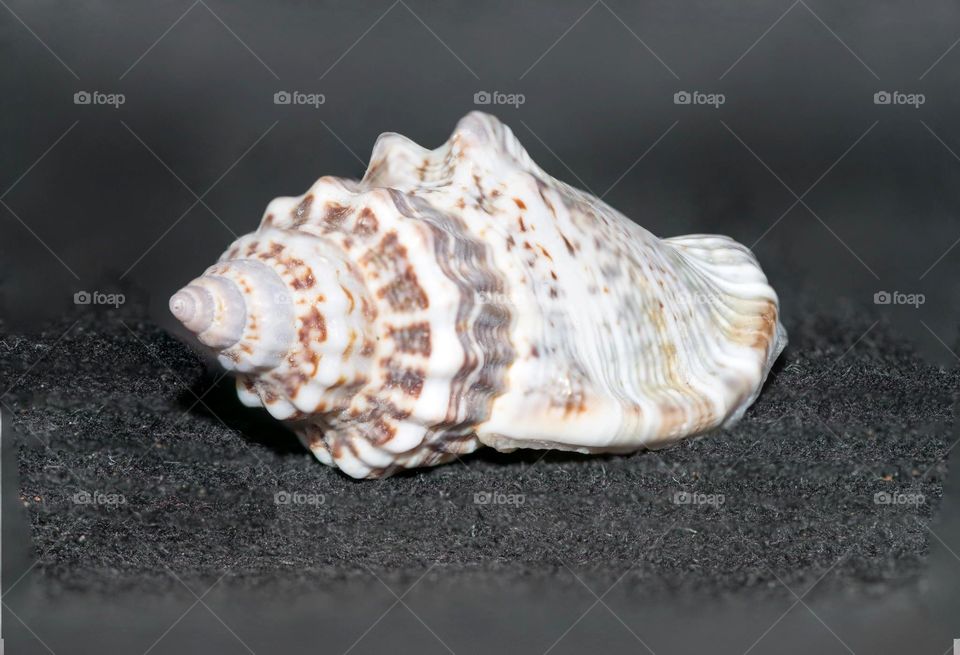 Spiral Shell. Macro view of spiral shell from Atlantic Ocean in Hilton Head, SC
