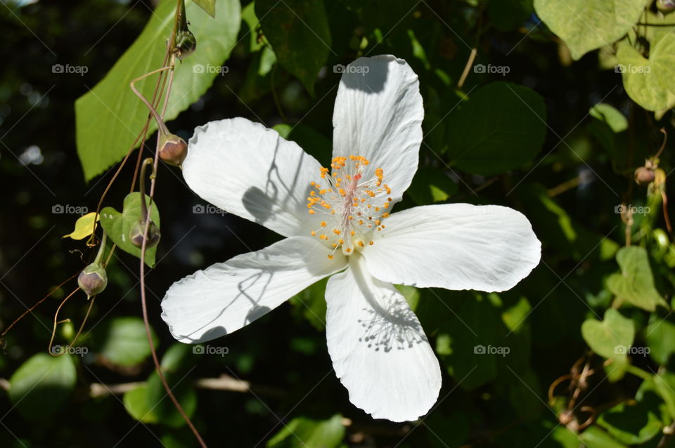 White Hibiscus