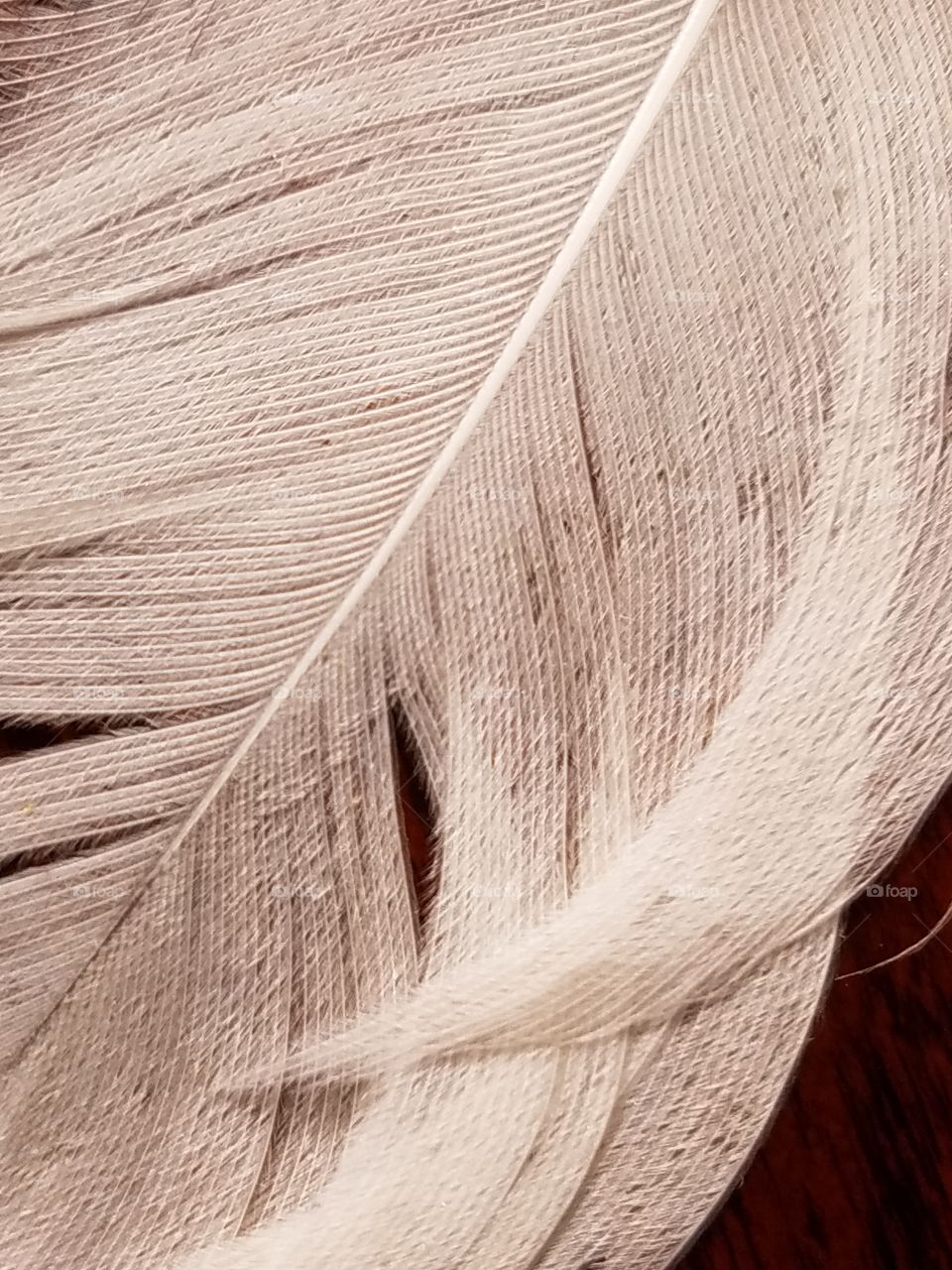 macro of a white feather