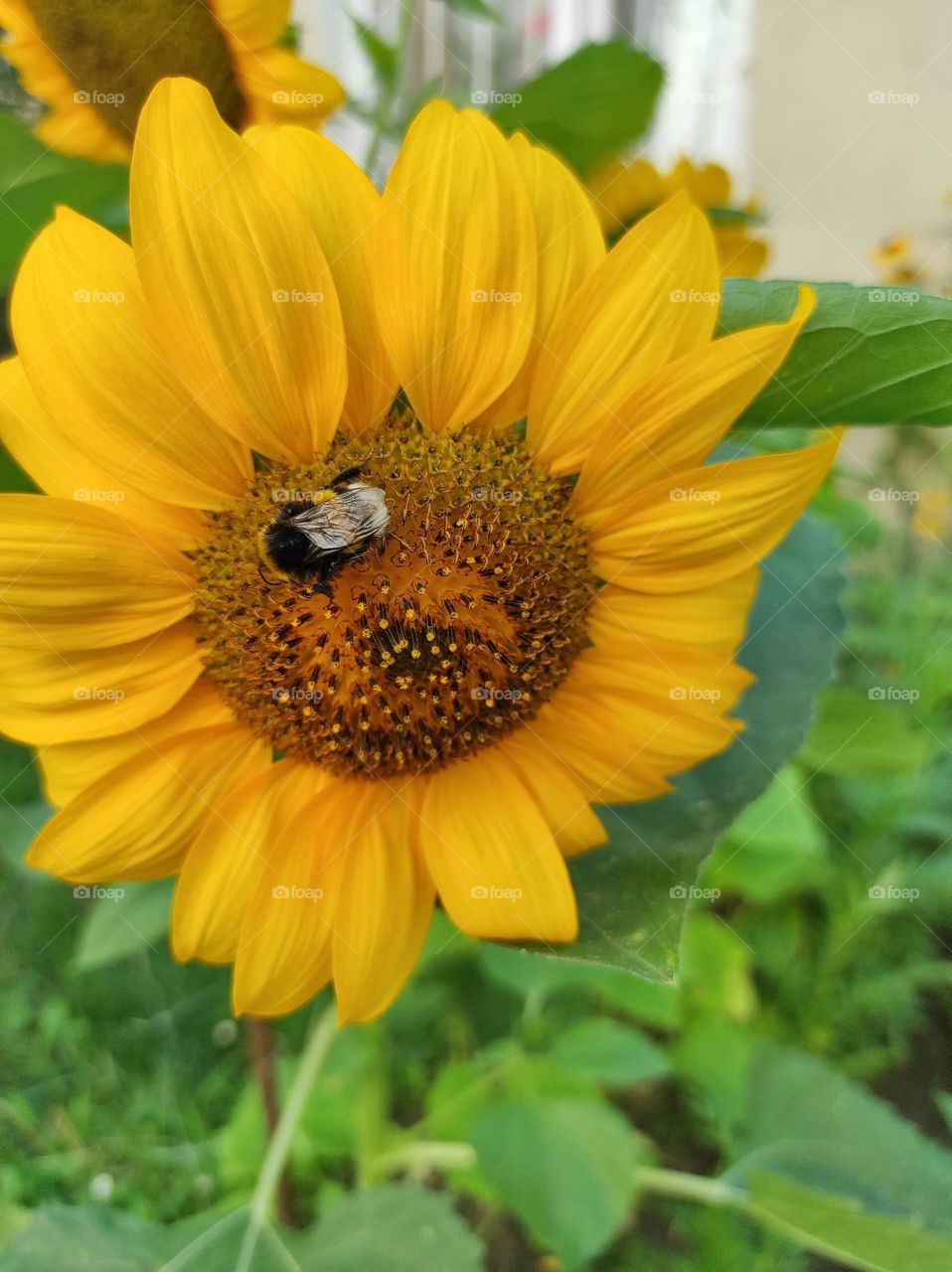 bee on sunflower
