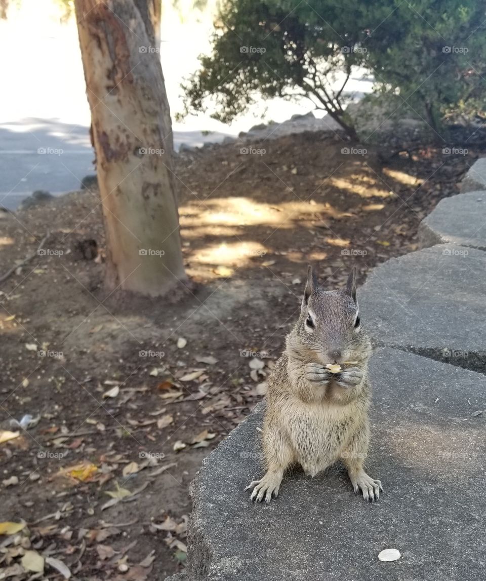 snack time with the squirrels