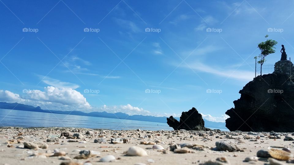 shell on beach