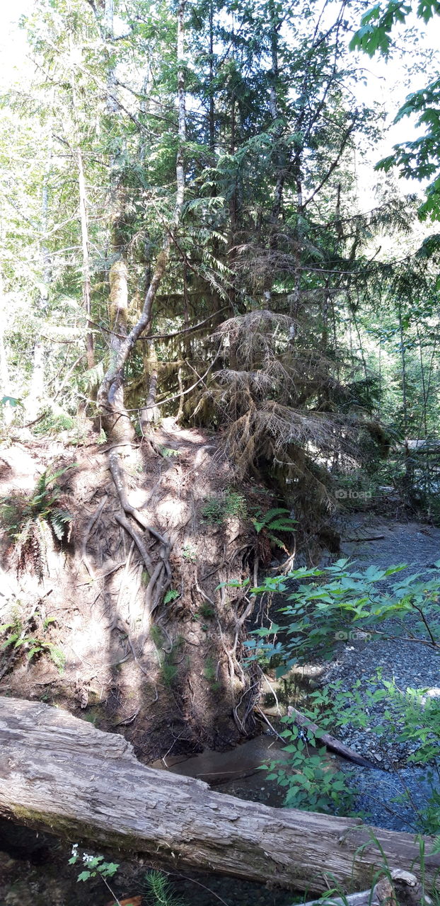 trees in cathedral grove canada