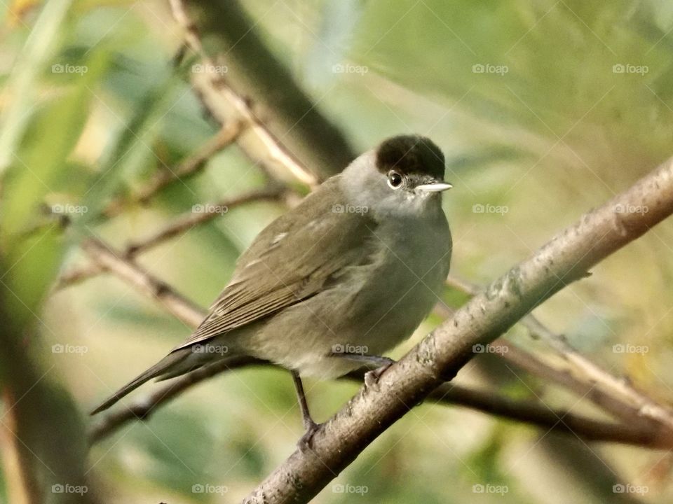 Blackcap