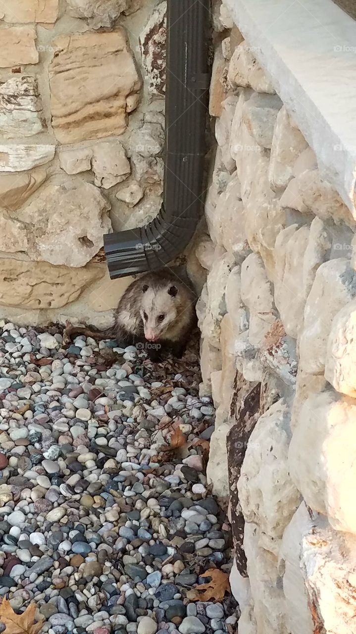 playing opossum
