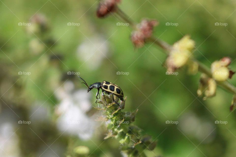 Ladybug on basil flower