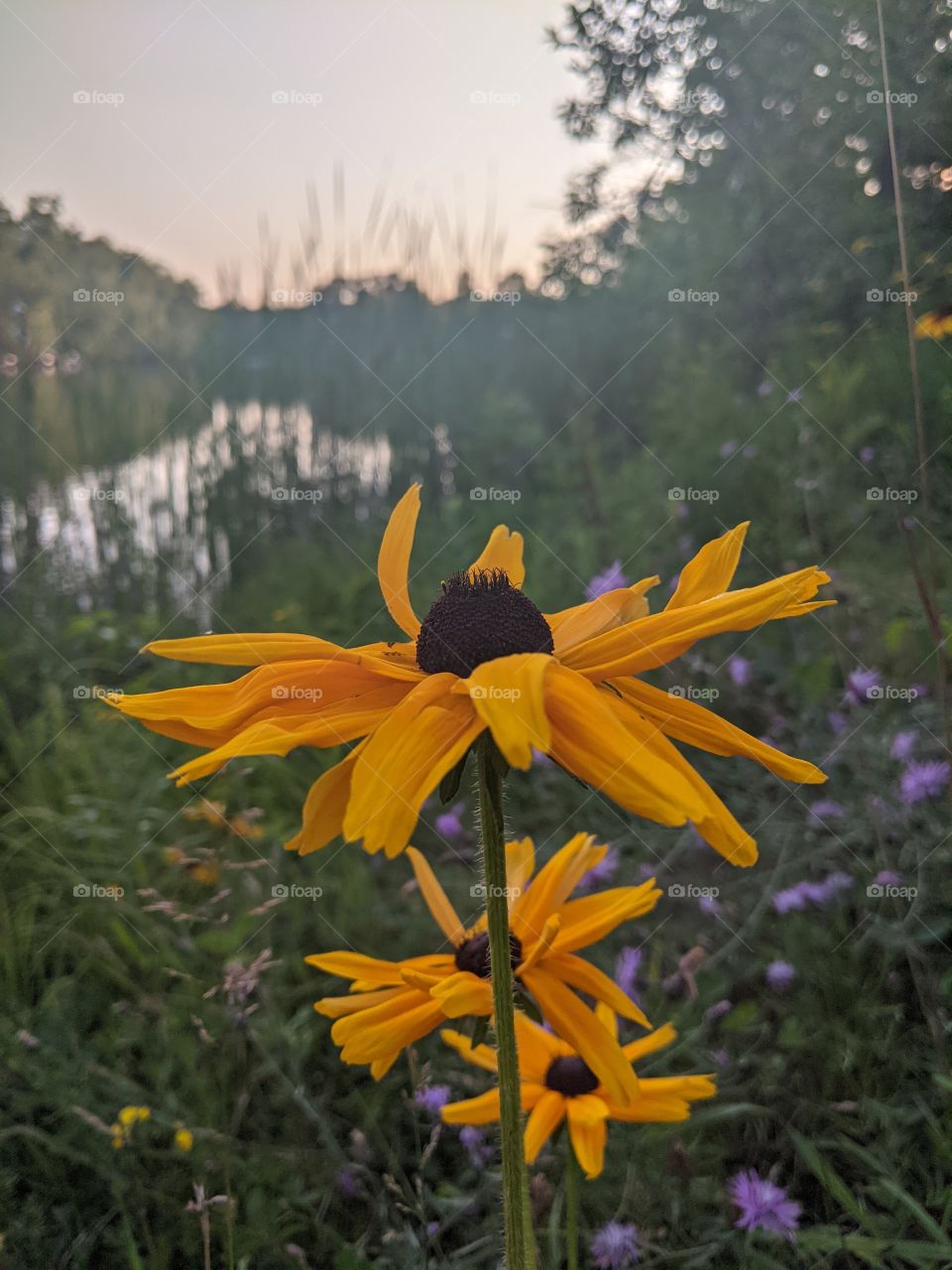 True nature unfiltered flowers