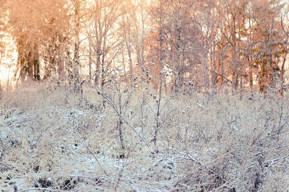 Frosty morning in the woods with golden hour 