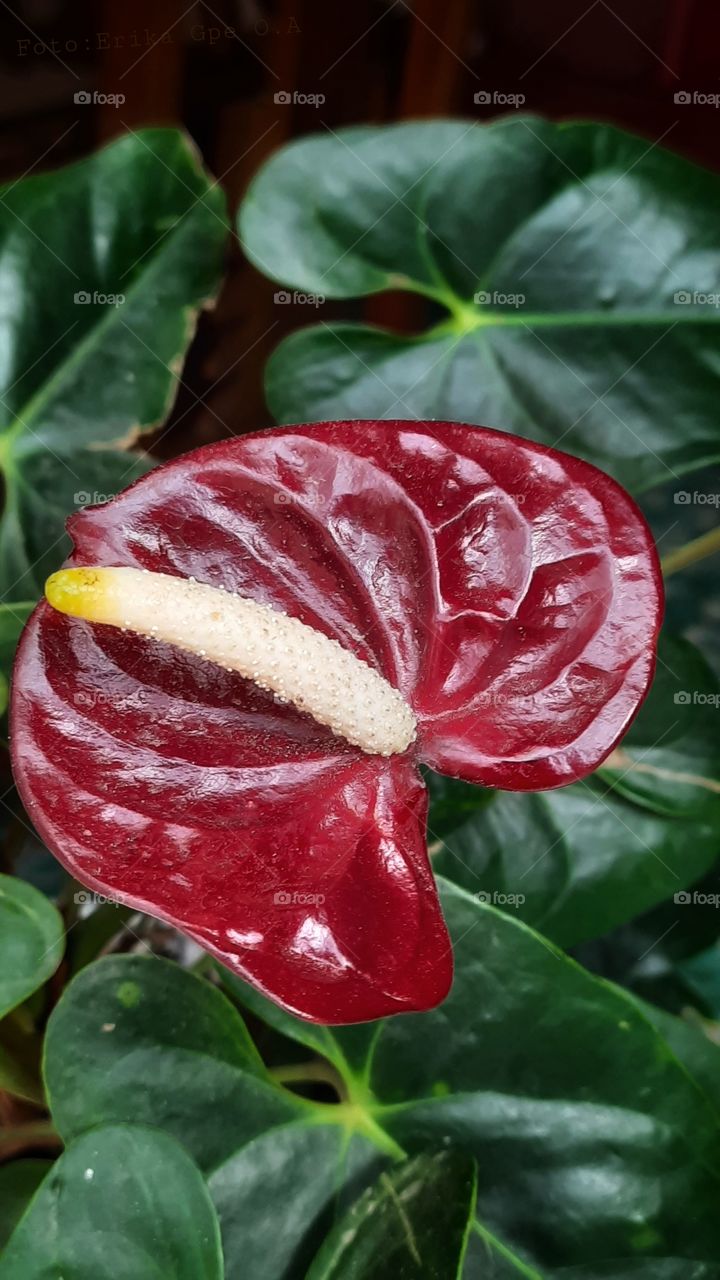 Red  flower,flower,red,garden,plant,blossom,floral,botany,landscape,colorful,spring,plant,nature,reflection,season,summer,romance
