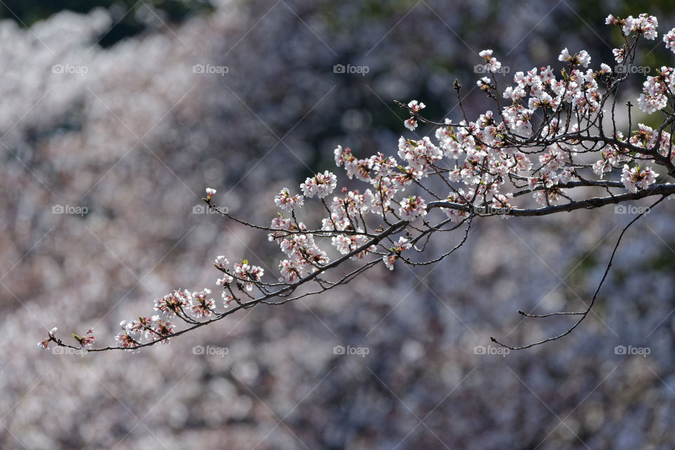 Branch of cherry blossoms