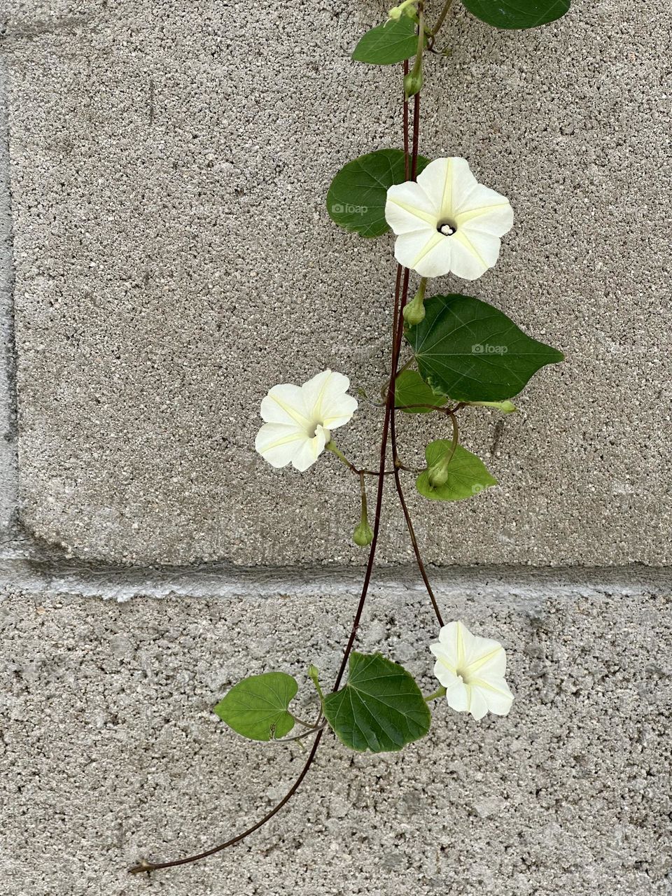 Wild petunia, ipomoea obscura, a member of the morning glory family, trailing down a grey cement block wall in spring