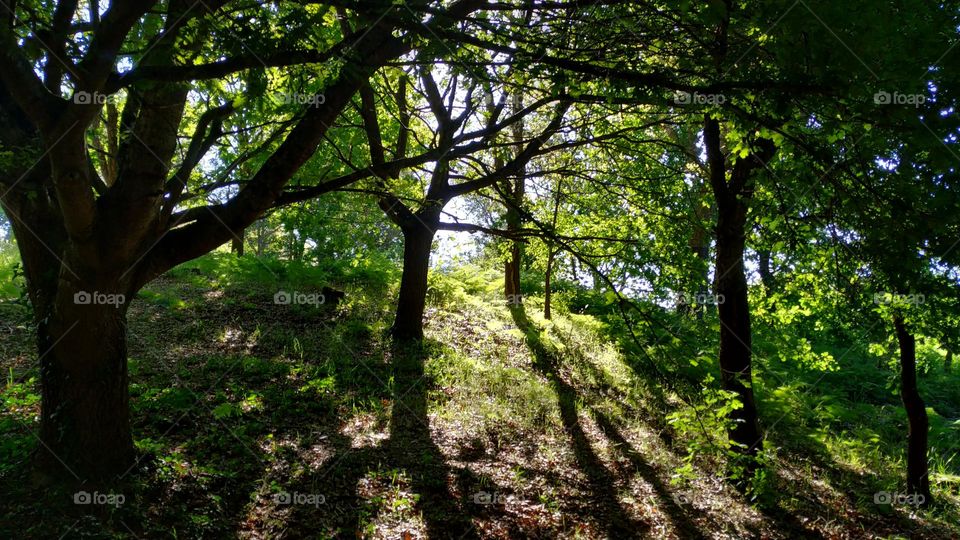 Path in the forest through the dark trees to the light