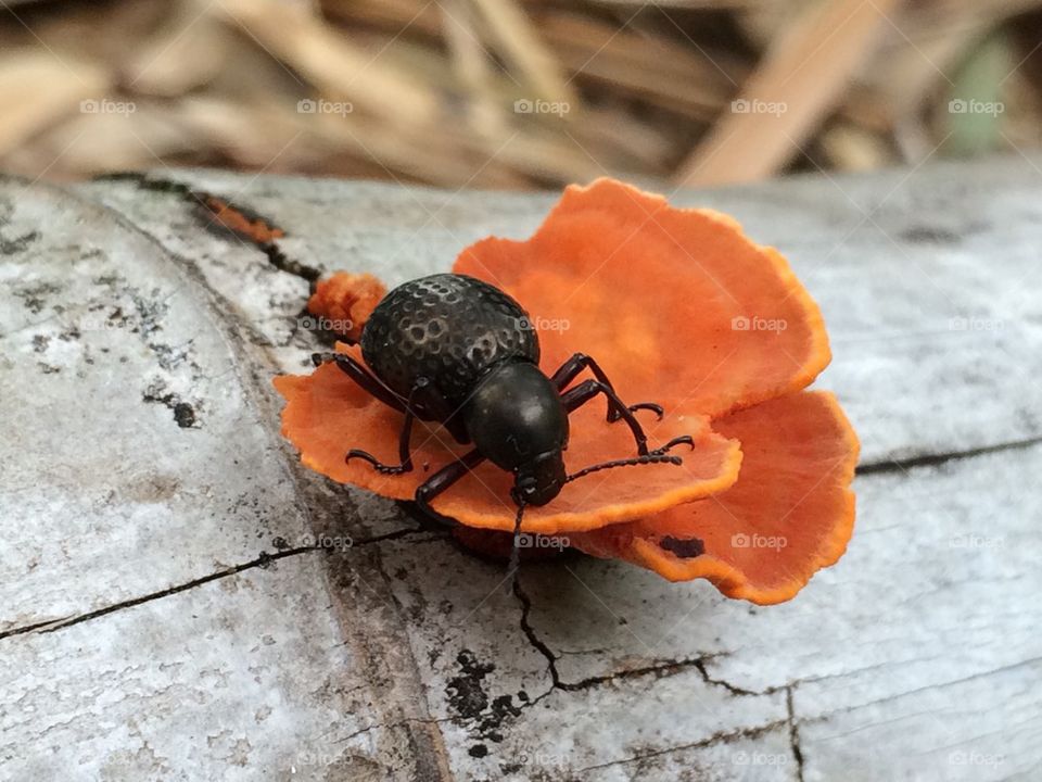 Close-up of beetle on mushroom