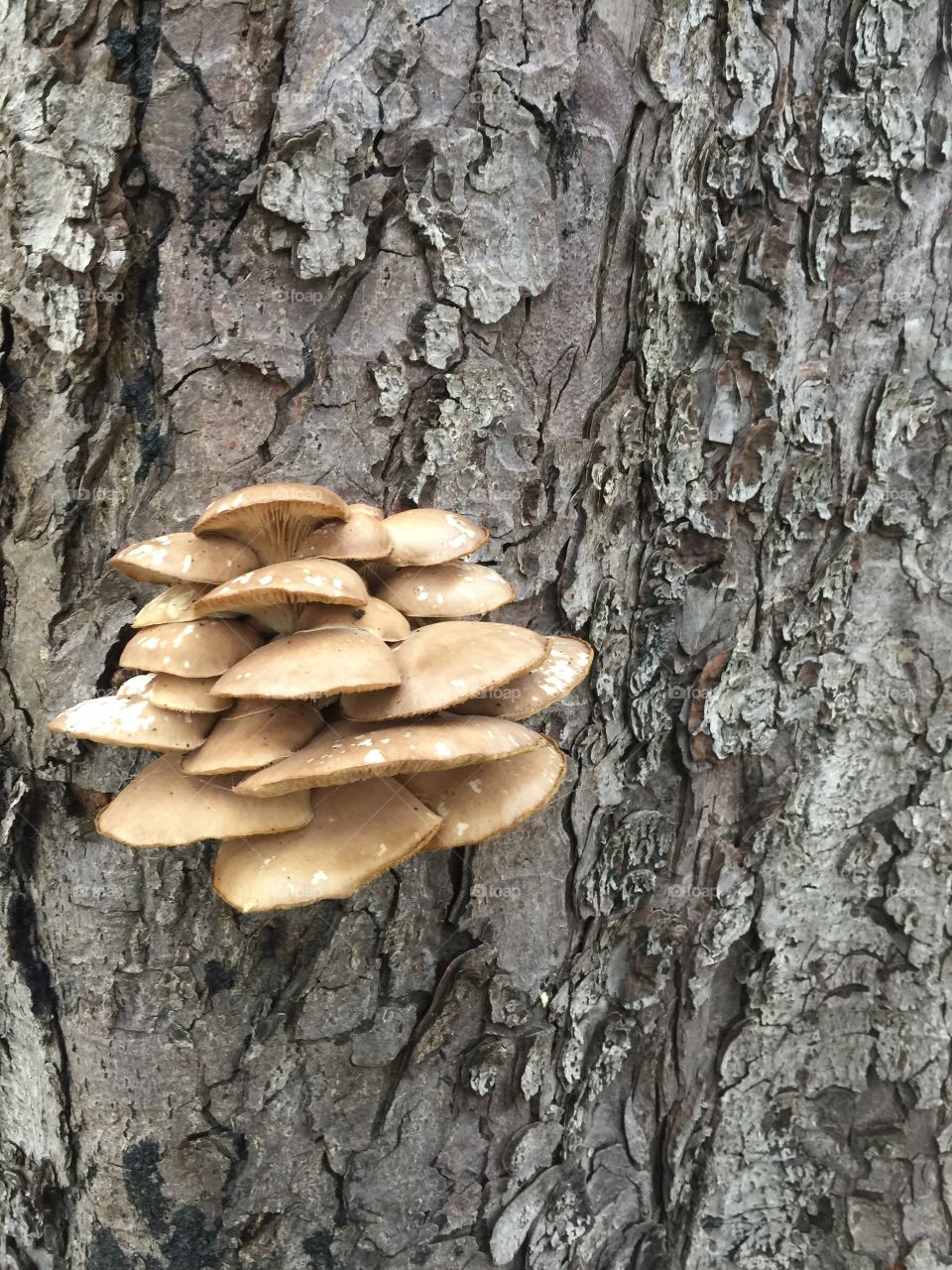 Mushrooms on a tree