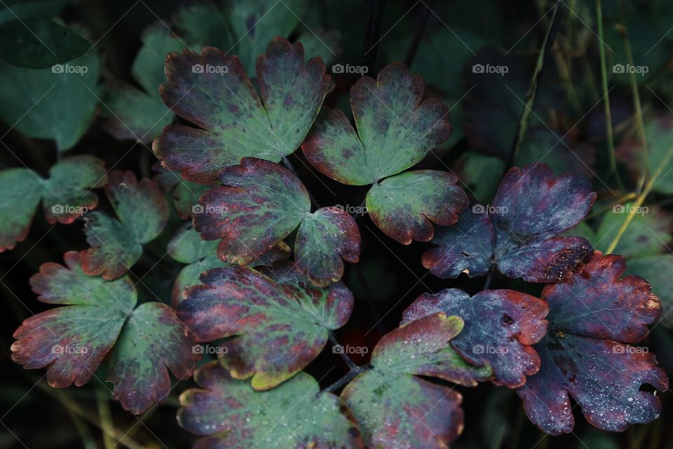 Beautiful leafs on the ground