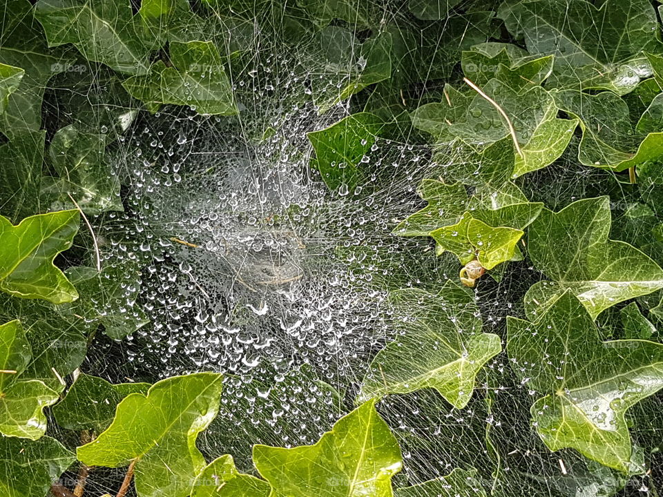 spiderweb