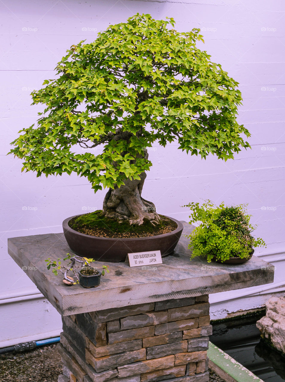an old bonsai tree