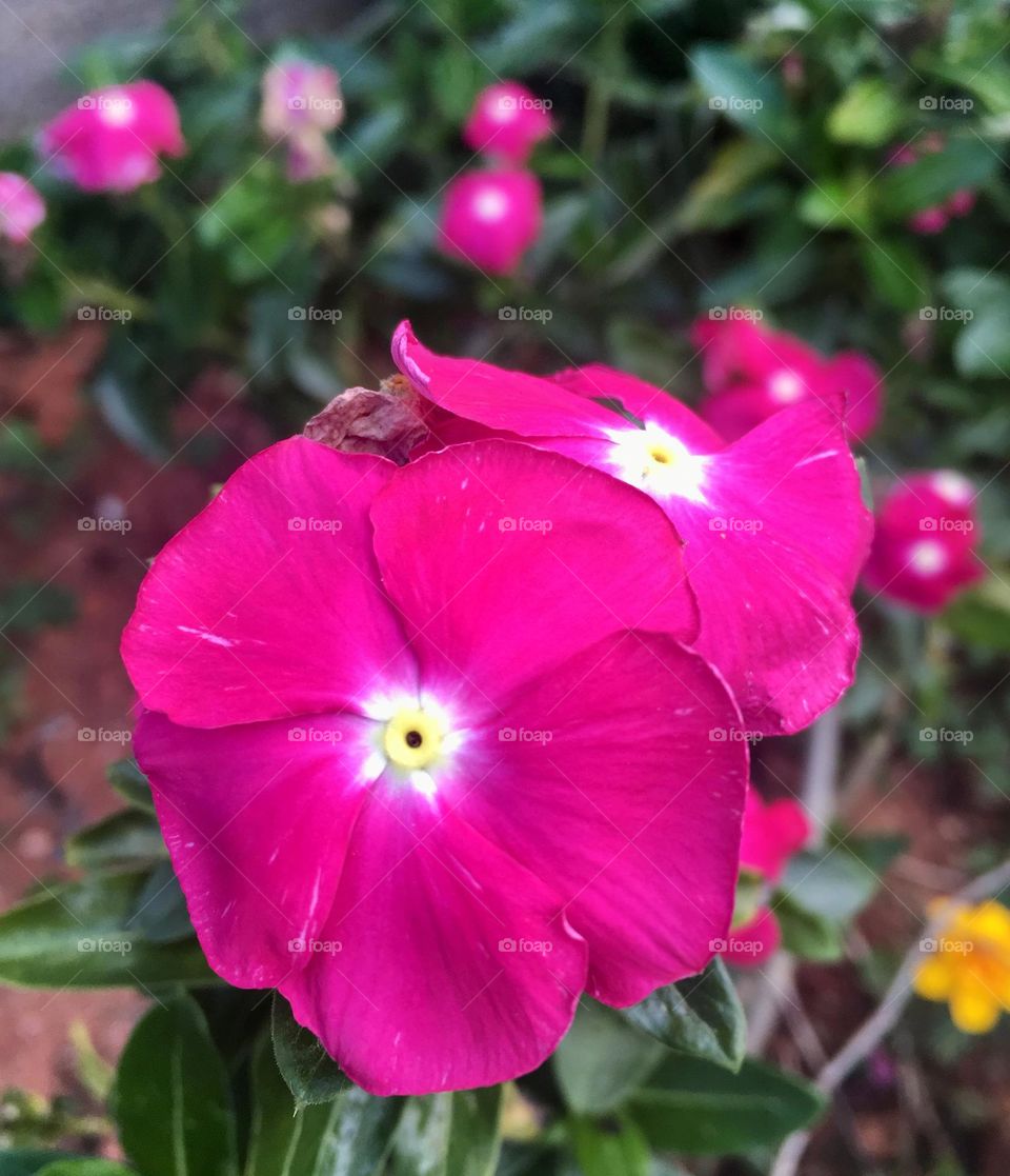 🌹 🇺🇸 Very beautiful flowers to brighten our day.  Live nature and its beauty. Did you like the delicate petals? / 🇧🇷 Flores muito bonitas para alegrar nosso dia. Viva a natureza e sua beleza. Gostaram das pétalas delicadas? 