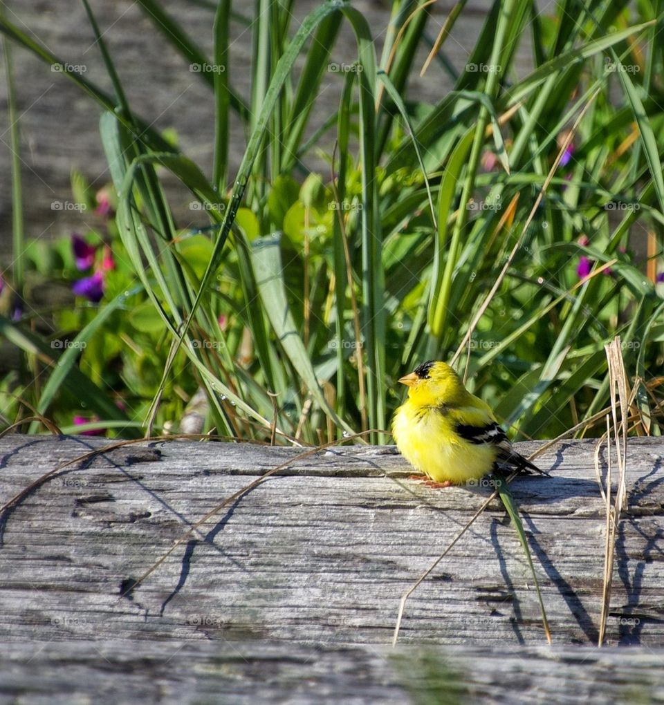 Male goldfinch resting on a log