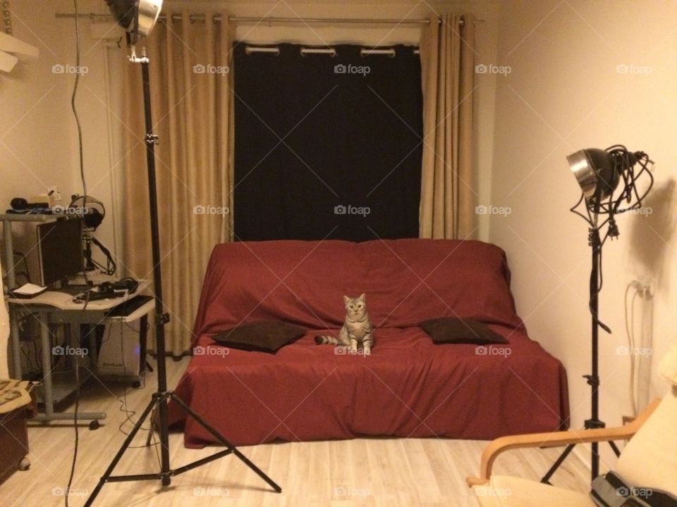 Cat in house studio