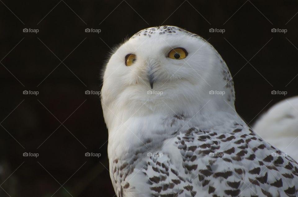 Snowy owl