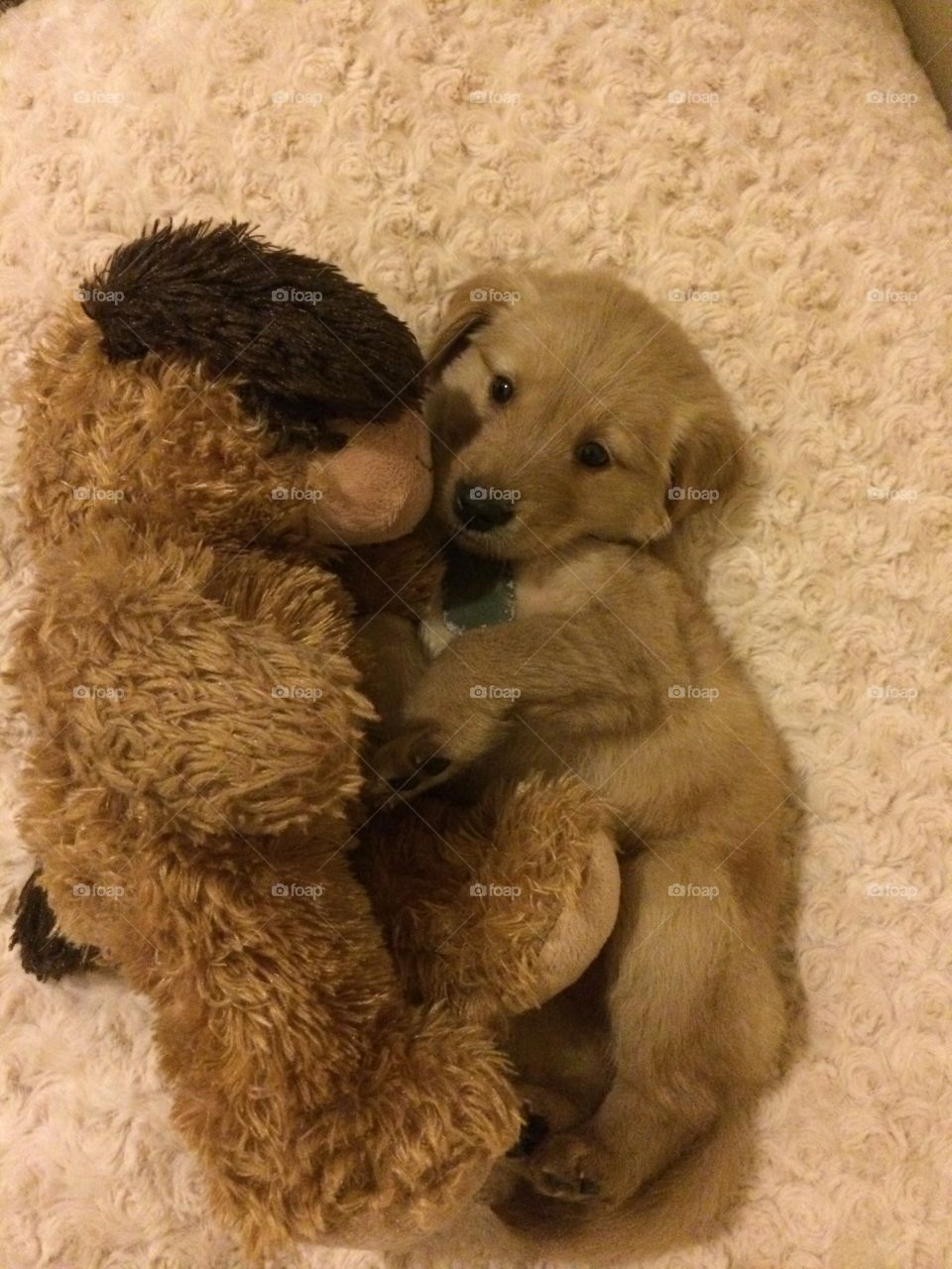 Puppy. Puppy with toy