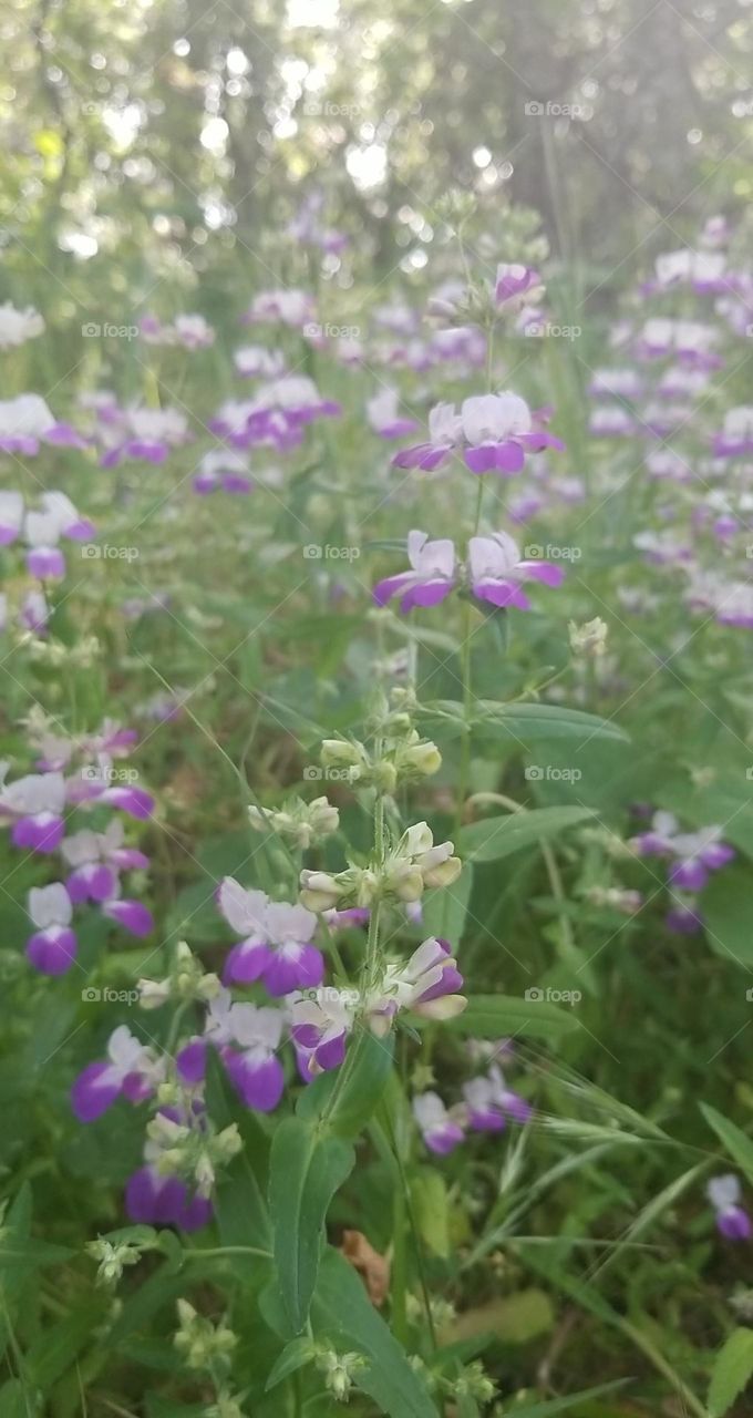 wildflowers in california springing into action