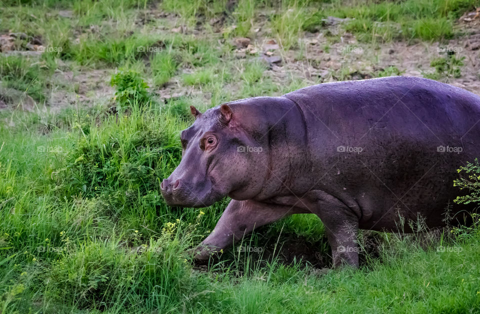 Common Hippopotamus   (Hippopotamus amphibius)_Masai Mara
