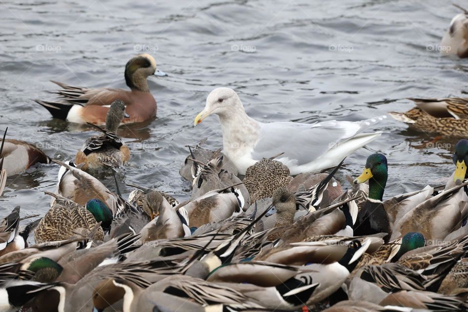 Seagull among group of ducks 