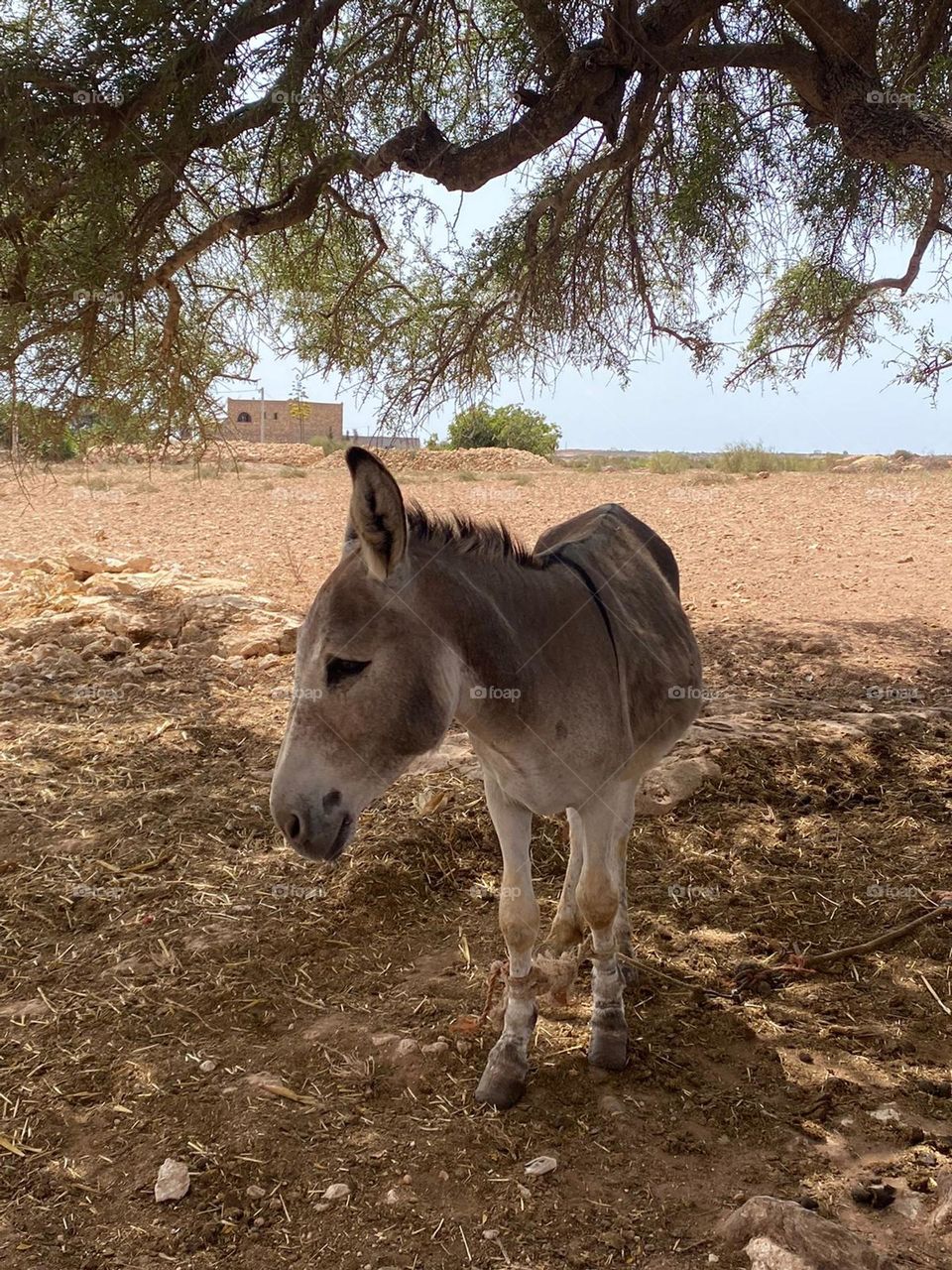 Beautiful donkey looking at camera.