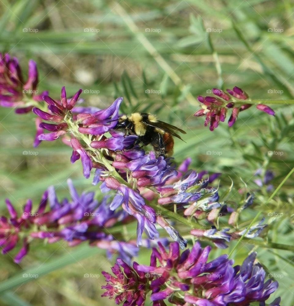 A close up of a yellow and black bee collecting pollen from this purple flowered bush in the wild grasses