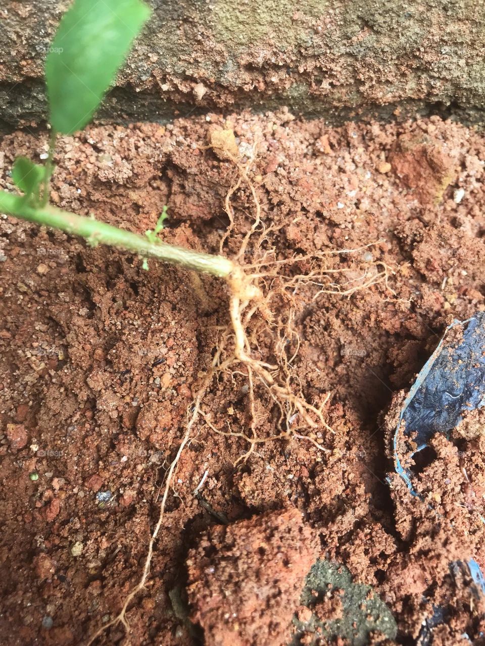 this is a root, the beginning of every fresh growth starts from the root.