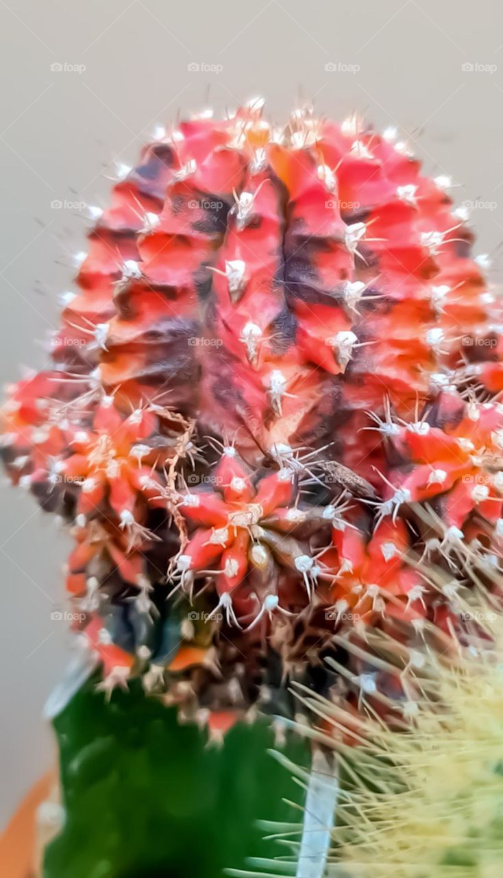 Vibrantly colored cactus in the vase.