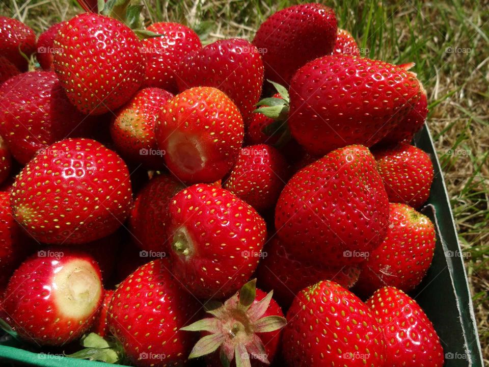 strawberries. Grono strawberries